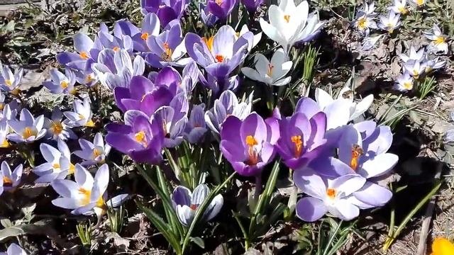 Наша оранжерея и сад — Серия 13 — Эфемероиды: сбежавшие от конкуренции.Весенние и осенние луковичны