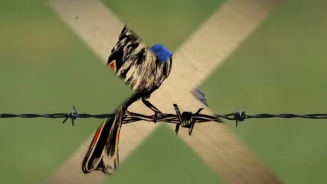 Birds on the Barb Wire Fence смотреть онлайн