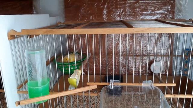 Разведение канареек. Кладка яиц и их насиживание. смотреть онлайн