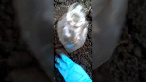 черенки роз сажаем под бутылки.