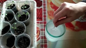 ПЕЛАРГОНИЯ. Часть 3. Наращиваем зелёную массу растения.