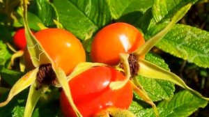 ШИПОВНИК ПОЛЬЗА И ВРЕД | польза шиповника для женщин, шиповник печень, шиповник чай,