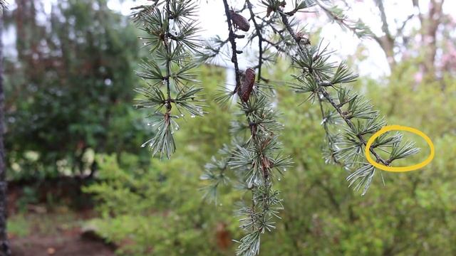 Blue Atlas cedar (Cedrus atlantica 'Glauca') - Plant Identification смотреть онлайн