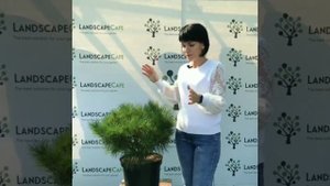 Сосна густоцветная Алиса Веркаде