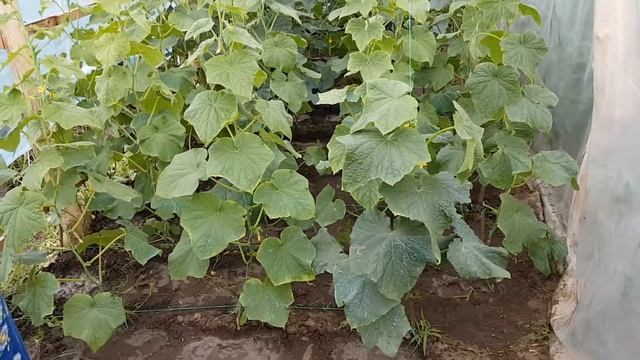 Выращивание огурцов и помидор в теплице, подкормка огурцов калийными удобрениями, урожай огурцов. смотреть онлайн