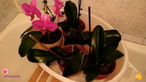 Самый простой уход за орхидеями. Полив и подкормка орхидеи. Мои орхидеи.