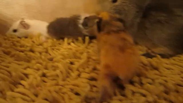 морские свинки метисы смотреть онлайн