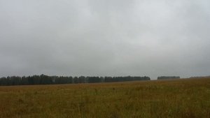 Охота на дупеля с английским пойнтером