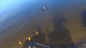 Ловля крупной плотвы на фидер.