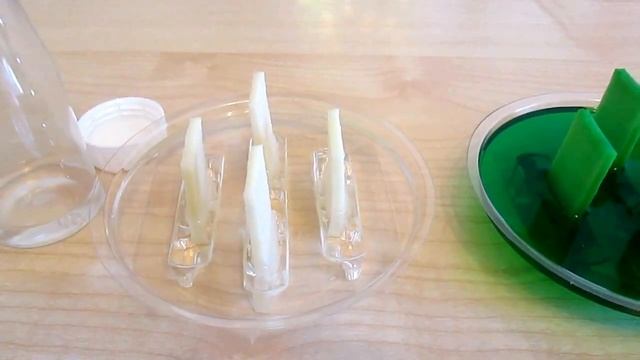 Выращиваем Лучистые Кристаллы из Fix Price всего за 2 дня! Новые покупки Камиллы в Фикс Прайс смотреть онлайн