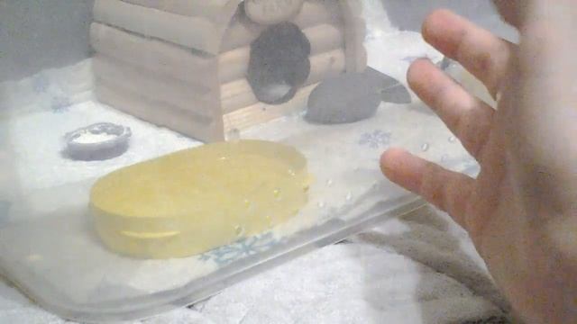 Эублефар|УХОД И СОДЕРЖАНИЕ|