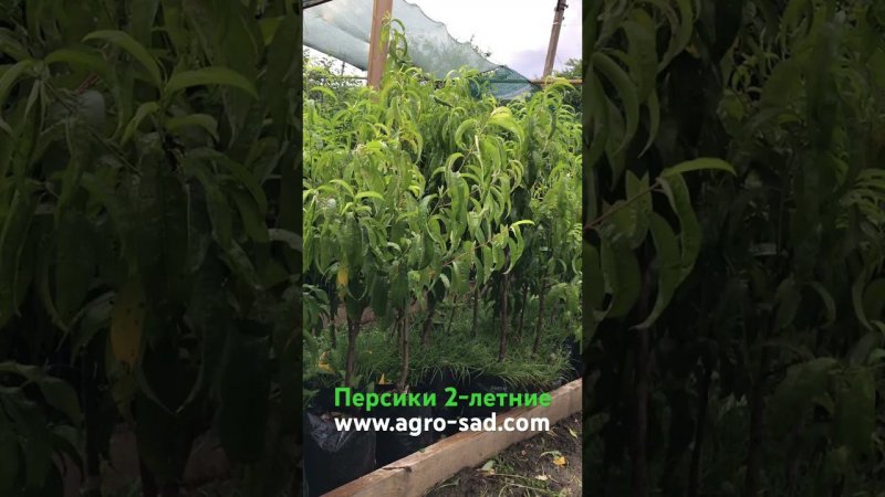 Саженцы персика 2-летние в контейнерах
