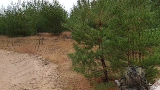 Птицы крупным планом. Московки. смотреть онлайн