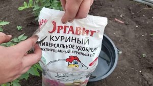 Даже слабые ОГУРЦЫ вмиг пойдут в рост и не будут болеть, натуральная подкормка от бабушки