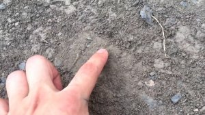 ЛЁТ МУРАВЬЁВ В САМОМ РАЗГАРЕ! Lasius niger, umbratus и другие! \\ В ПОИСКАХ МАТОК!