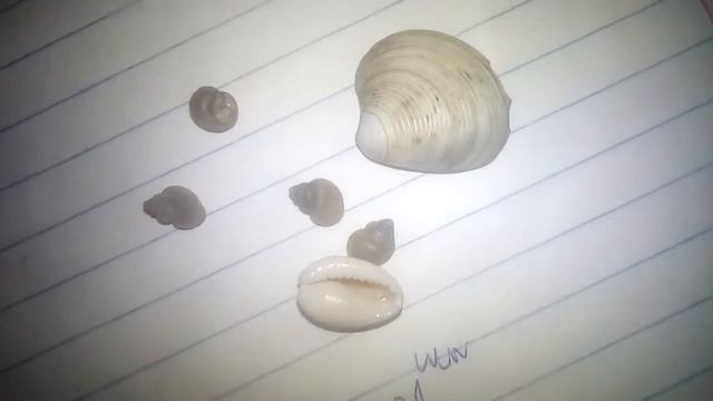 Ракушки краулитка каури молюска смотреть онлайн