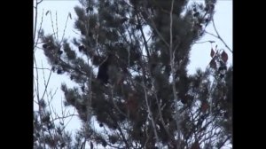 Охота на соболя с лайкой