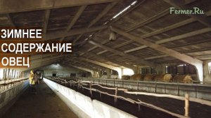 Зимнее содержание овец. Фермерское хозяйство Павла Присакарь