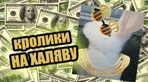 Купили кроликов на 350тыс.руб. или соц.контракт на КРОЛИКОВОДСТВО