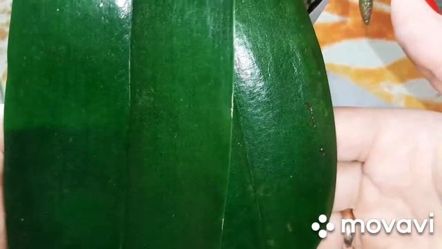 Вы не узнаете свои растения!Натуральная полироль для цветов. смотреть онлайн