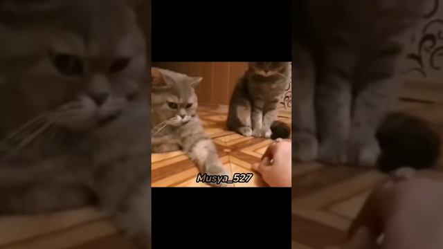 Подборка приколов с котами на 5 минут ❤️😂 Делать 2 часть ❤️ Сделаю 2 часть на 20 лайков 😚 смотреть онлайн