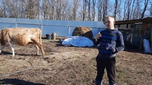 Купили корову и бычков!
