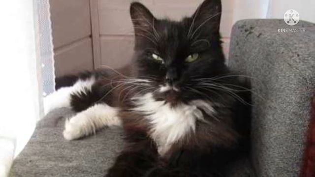 Кошка с обморожениями не могла есть и пить, но при виде девушки замурлыкала из последних сил смотреть онлайн