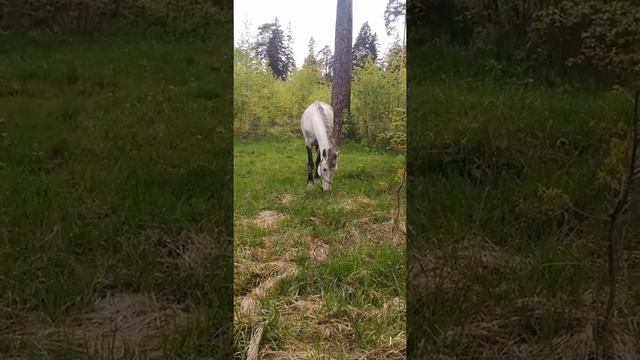 ЛОШАДЬ КУШАЕТ ТРАВУ?☘