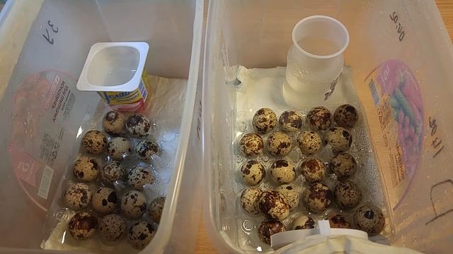 Важное сообщение нашим зрителям! Выведение перепелов и инкубация в домашних условиях. смотреть онлайн