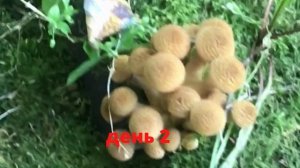 Опята выросли прям на участке.