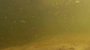 Под водой Москвы-реки. Кировская пойма. Строгино