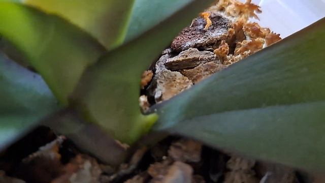 Семья орхидеечек Фламинго Джаз.И УДИВИТЕЛЬНАЯ НОВОСТЬ!?? смотреть онлайн