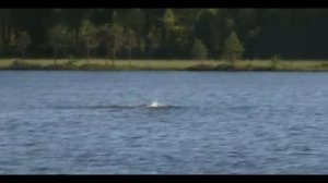 Плавание в открытой воде