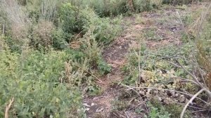 Урожайность петрушки с квадратного метра и планы на будущий сезон