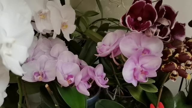 Разве скажешь, что эти орхидеи ГНИЛИ смотреть онлайн