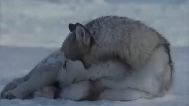 husky белый плен ( трогательныи клип) смотреть онлайн