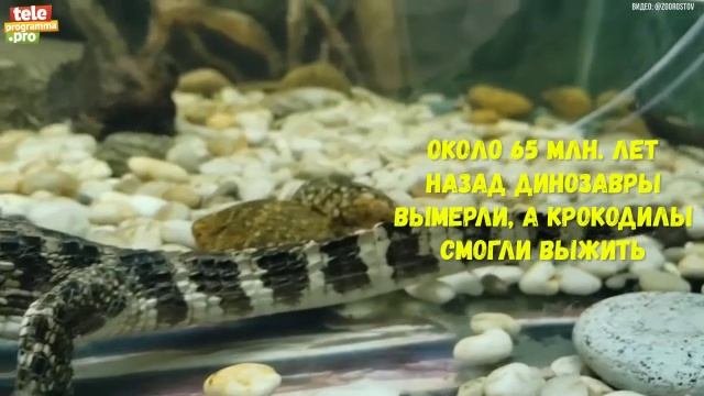 кайман