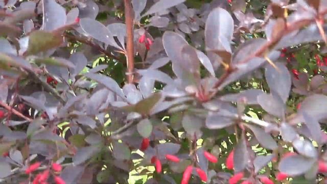 Дача. Осенние букеты для зимнего уюта. Я пришла, встречайте Осень - стихотворение для вас. смотреть онлайн