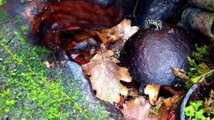 Террариумы с живыми растениями,древолазами и гекконами.