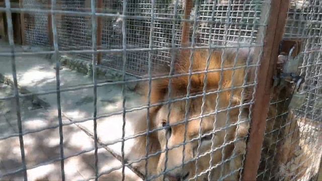 Лев Симон - сын Ромы. Зоопарк Сказка. Lev Simon - the son of Roma смотреть онлайн