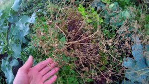 Заготовка семян кинзы или кориандра. Как вырастить кинзу на семена. Как цветёт кинза или кориандр