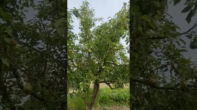 Арбузы в огороде на даче #горячийключ