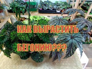КАК ВЫРАСТИТЬ ШИКАРНЫЙ КУСТ БЕГОНИИ???