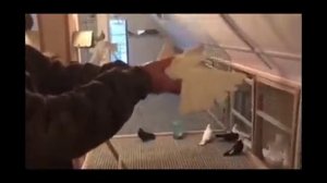 Голуби у Виктора-22 (Питомник "Западный" Белые) 8-906-727-22-43