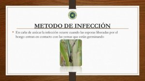 USTILAGO SCITAMINEUM exposicion mañana