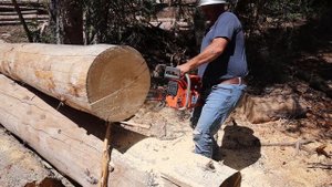 First cuts for the G395XP Farmertec holzfforma Husqvarna 395 XP copy clone chainsaw