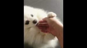 Смешные шпицы | Лучшая подборка видео приколов со шпицами