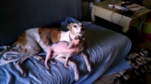 Hairless kitten loves his greyhound!