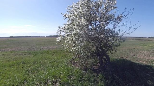 Аксаковка деревня в Кормиловском районе Омской области/Aksakovka is a village in the Omsk region