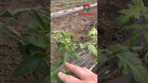 Черный помидор, желтый помидор ? рассада помидора в земле. Тепличные помидоры. Витамин С #помидор